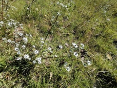 Eryngium heterophyllum