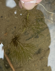 Ranunculus longirostris