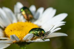 Cryptocephalus sericeus