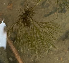Ranunculus longirostris
