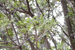 Harpephyllum