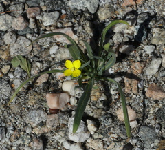 Camissoniopsis pallida