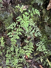 Lindsaea trichomanoides