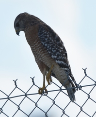 Buteo lineatus