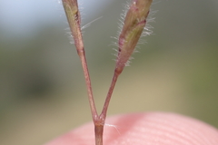 Dichanthium caricosum