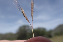 Dichanthium caricosum
