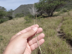Dichanthium caricosum
