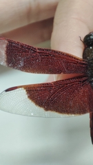 Neurothemis ramburii