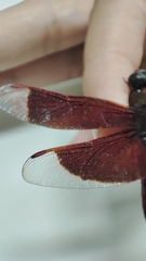 Neurothemis ramburii