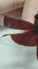 Neurothemis ramburii