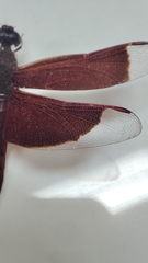 Neurothemis ramburii