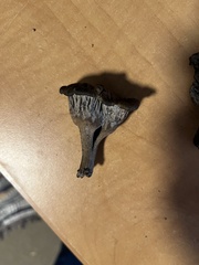 Craterellus atrocinereus