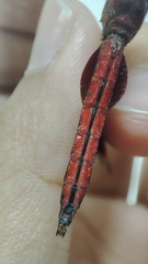 Neurothemis ramburii