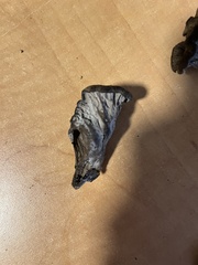 Craterellus atrocinereus