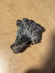 Craterellus atrocinereus