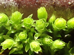Mnium hornum