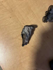 Craterellus atrocinereus