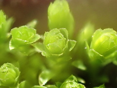 Mnium hornum
