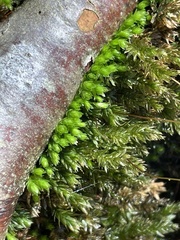 Mnium hornum