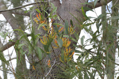 Dendrophthoe glabrescens