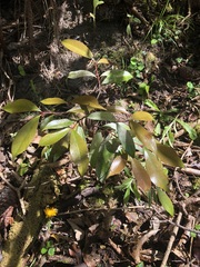 Elaeagnus reflexa