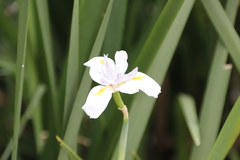 Dietes