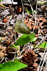 Pieris marginalis