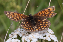 Melitaea diamina