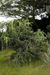 Gymnosporia glaucophylla