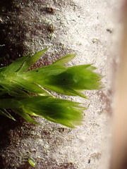 Mnium hornum