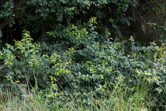 Halleria lucida