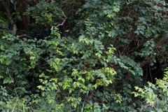 Halleria lucida