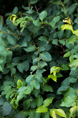 Halleria lucida