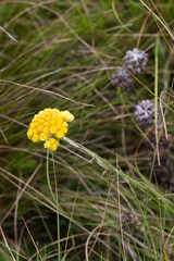 Helichrysum auriceps