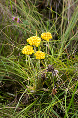 Helichrysum auriceps
