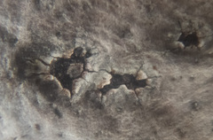 Lophodermium melaleucum