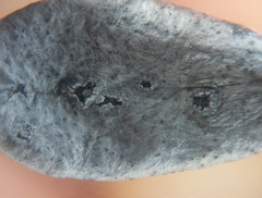 Lophodermium melaleucum