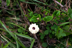 Hewittia malabarica