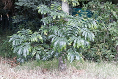 Harpephyllum