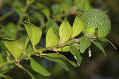 Capparis arborea