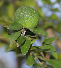 Capparis arborea