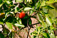 Erythrura psittacea