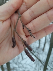 Alnus incana