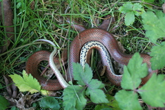 Euprepiophis conspicillata