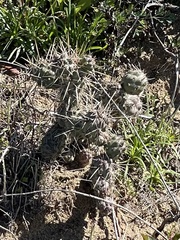 Cylindropuntia prolifera