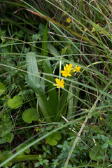 Hypoxis hemerocallidea