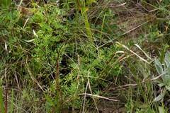 Indigofera williamsonii