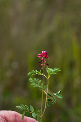 Indigofera williamsonii