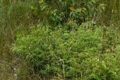 Indigofera williamsonii