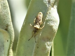 Plerochila australis